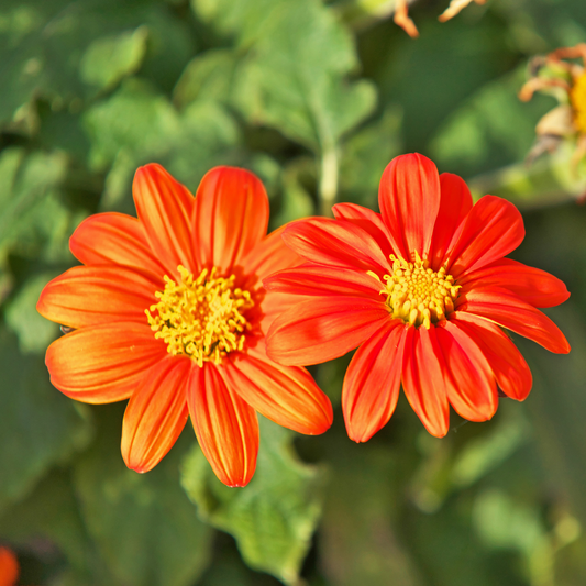 Mexican Sunflower