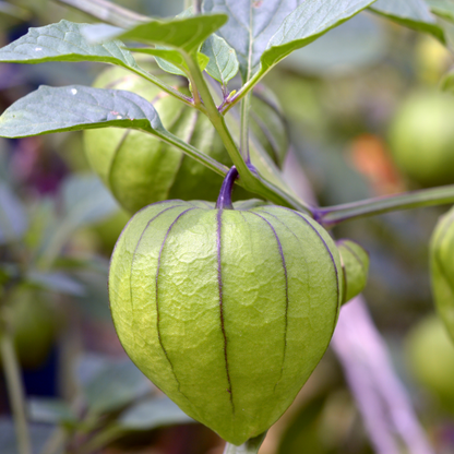 De Milpa Tomatillo