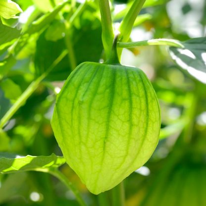 Toma Verde Tomatillo