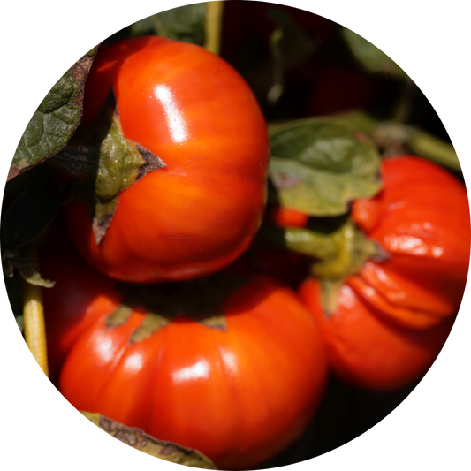Brandywine Tomato