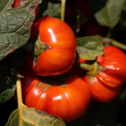Brandywine Tomato