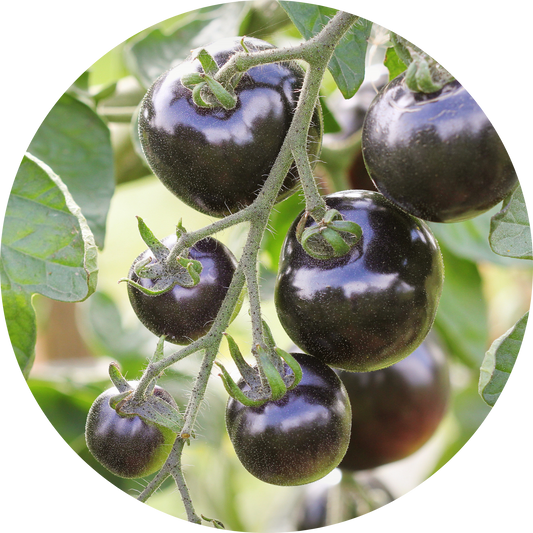Black Cherry Tomato