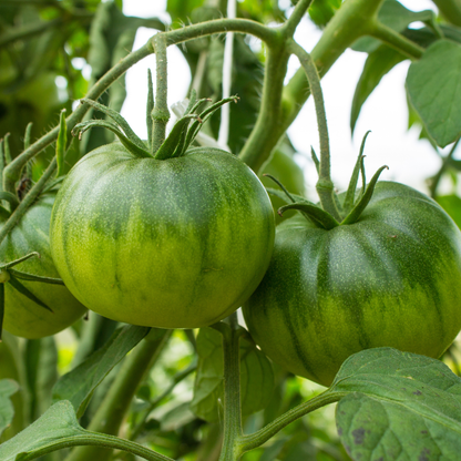 Green Zebra Tomato