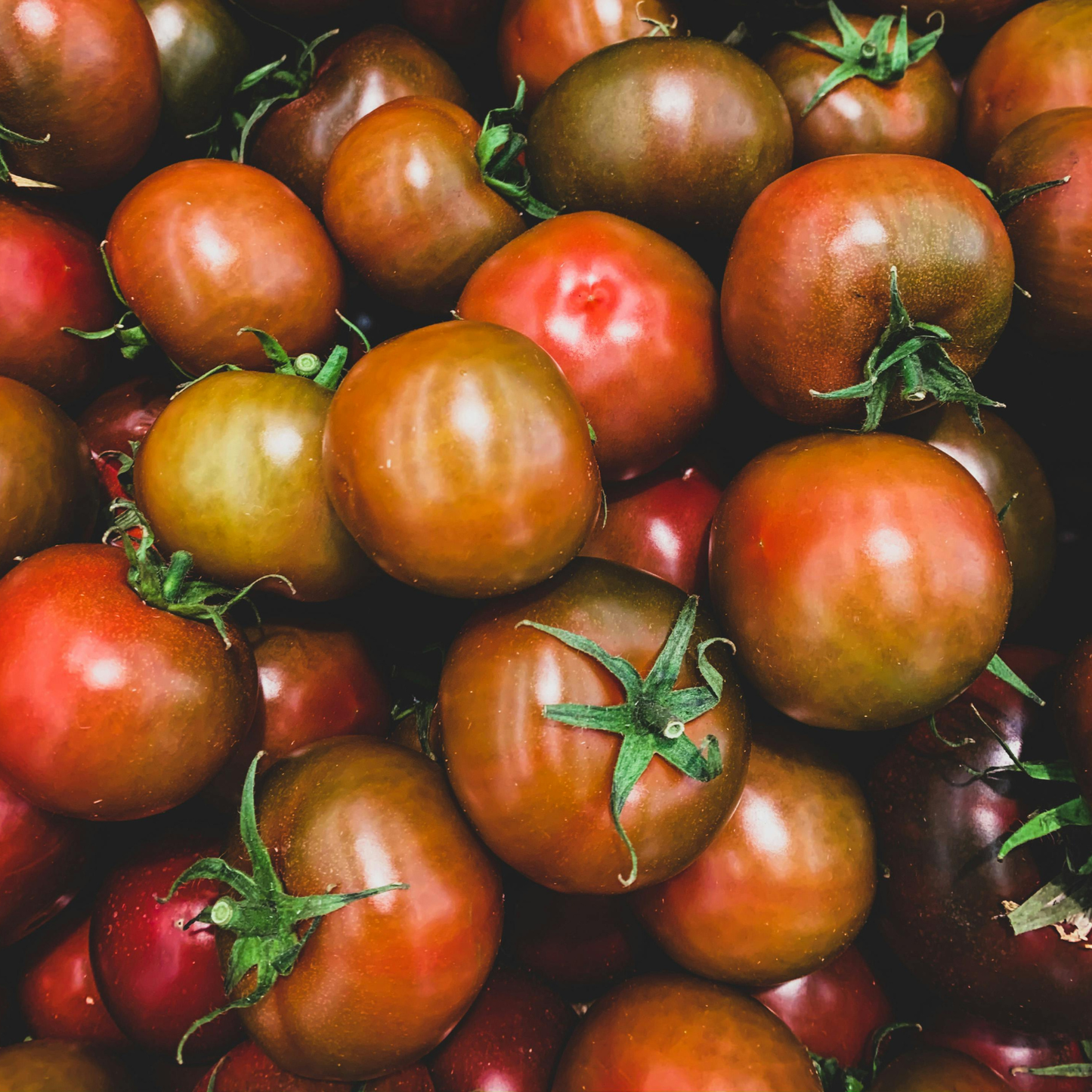 Japanese Black Trifele Tomato