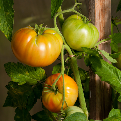 Kellogs Breakfast Tomato