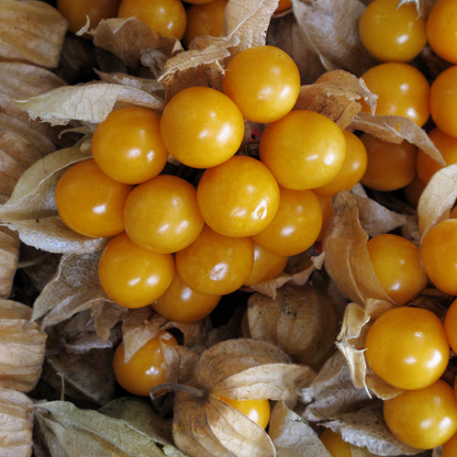 Physalis Ground Cherry Tomato