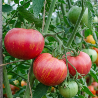 Pink Berkeley Tie Dye Tomato