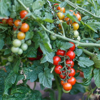 Sweetie Tomato