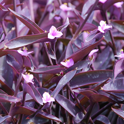 Purple Heart Tradescantia