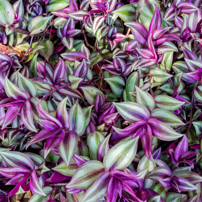 Bordeaux Inch Plant