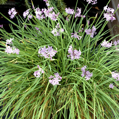Pretty in Pink Monthly Flower Box