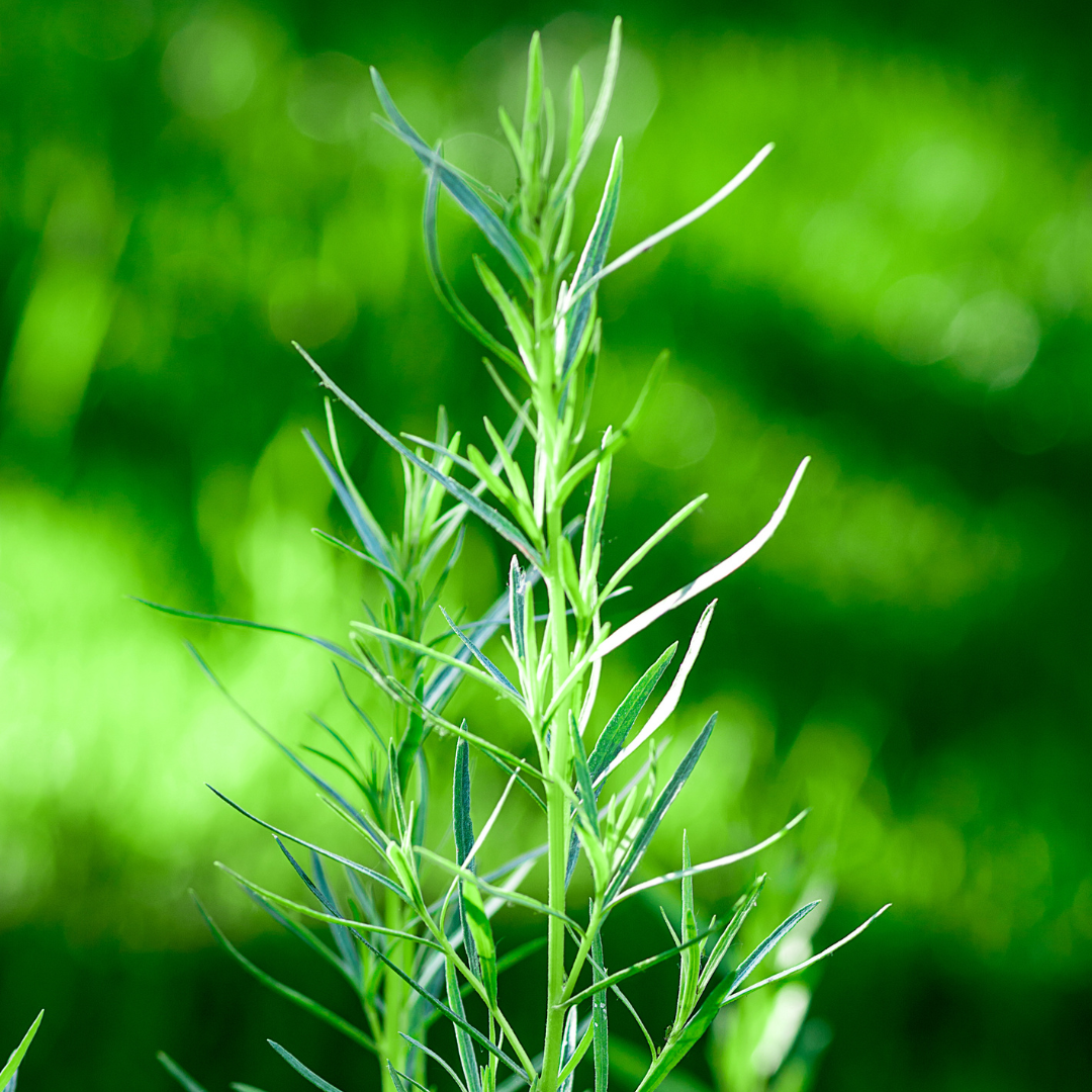 Tarragon