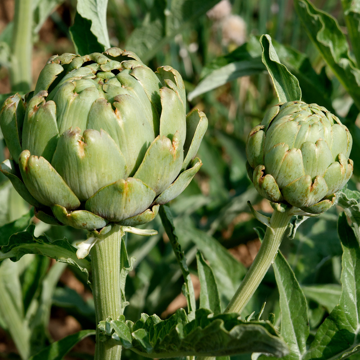Tavor Artichoke