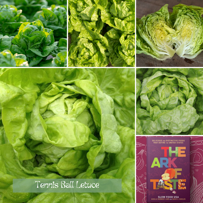 Ark of Taste Tennis Ball Lettuce