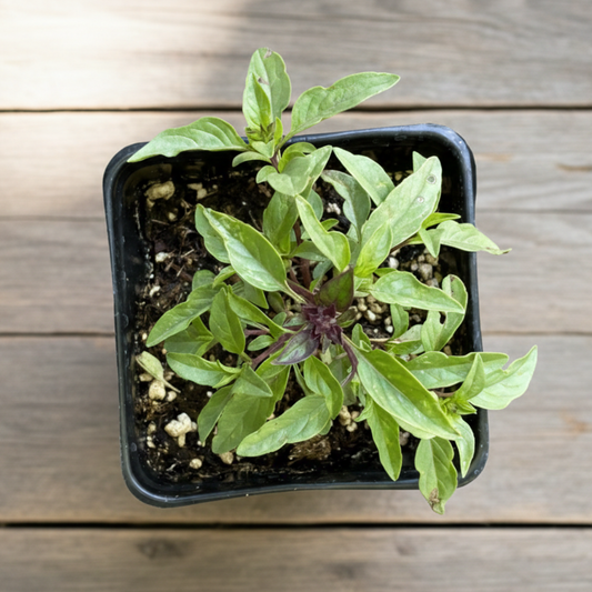 Thai Basil