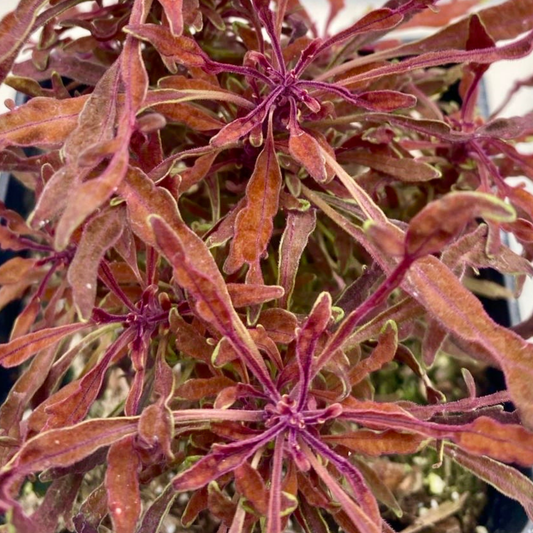 Thin-Leaved Red Coleus