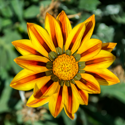 Tikal SunBathers Treasure Flower