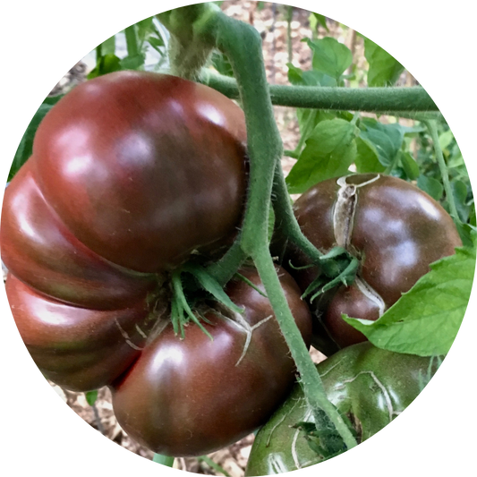Cherokee Purple Tomato