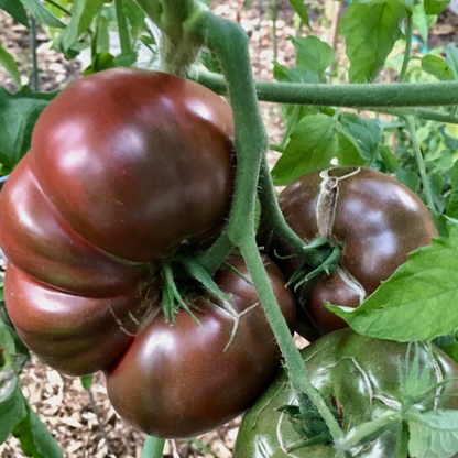 Cherokee Purple Tomato