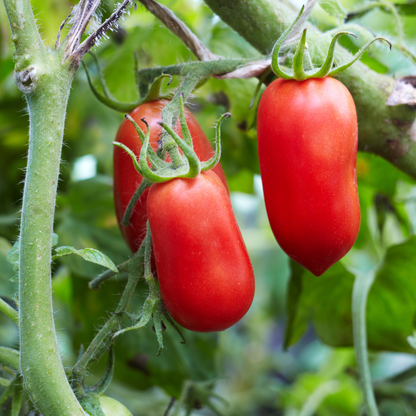 San Marzano Tomato