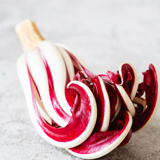 Treviso Radicchio