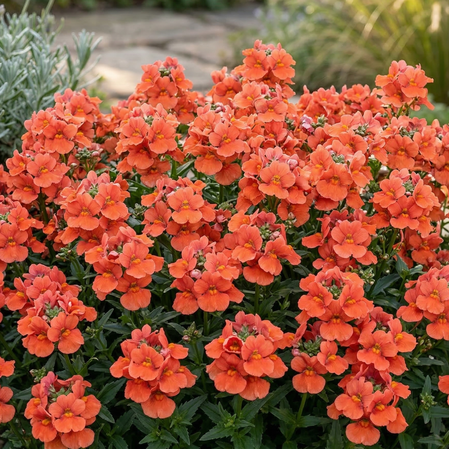Trinity Sunset Twinspur Diascia