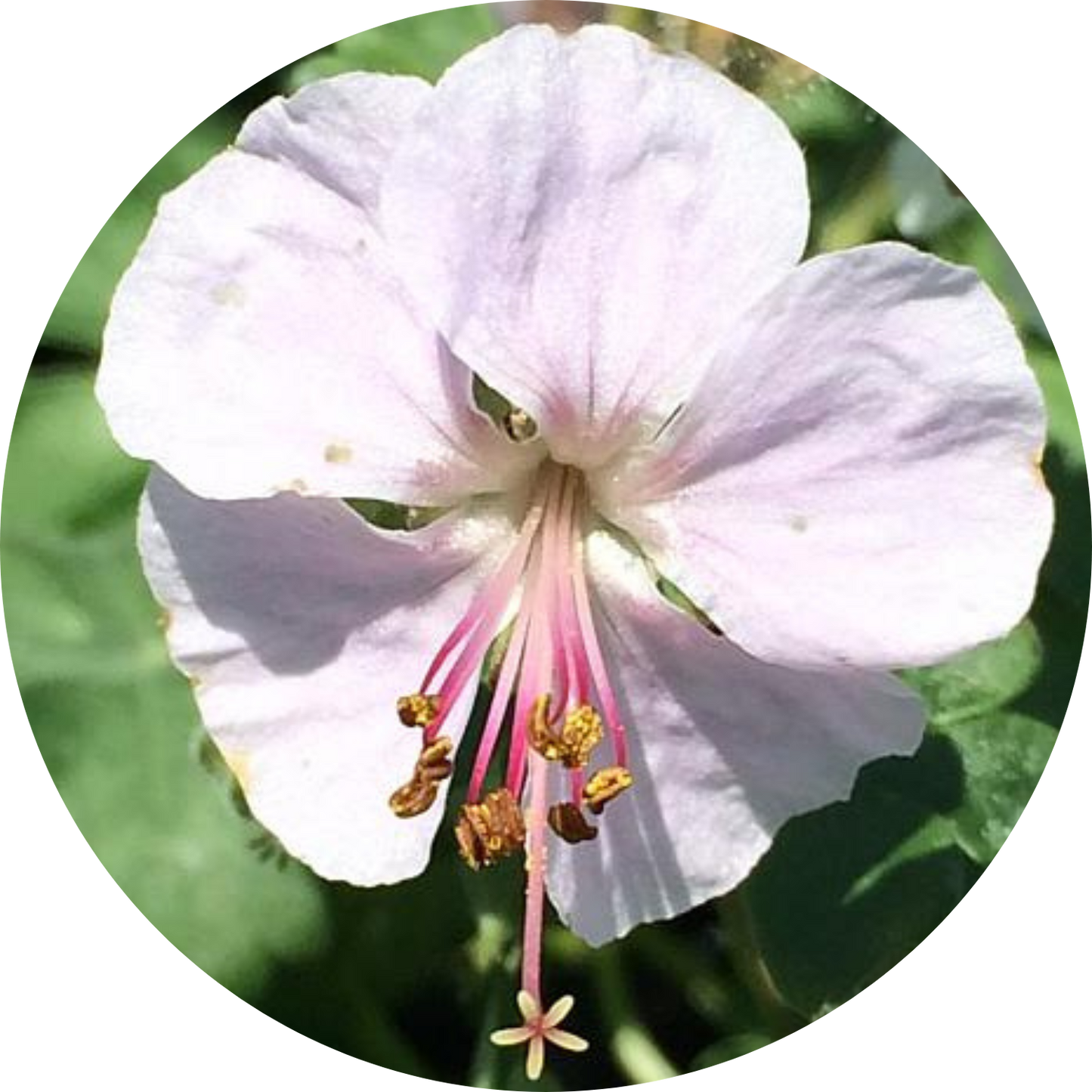 Cranesbill Biokovo True Geranium