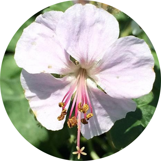 Cranesbill Biokovo True Geranium