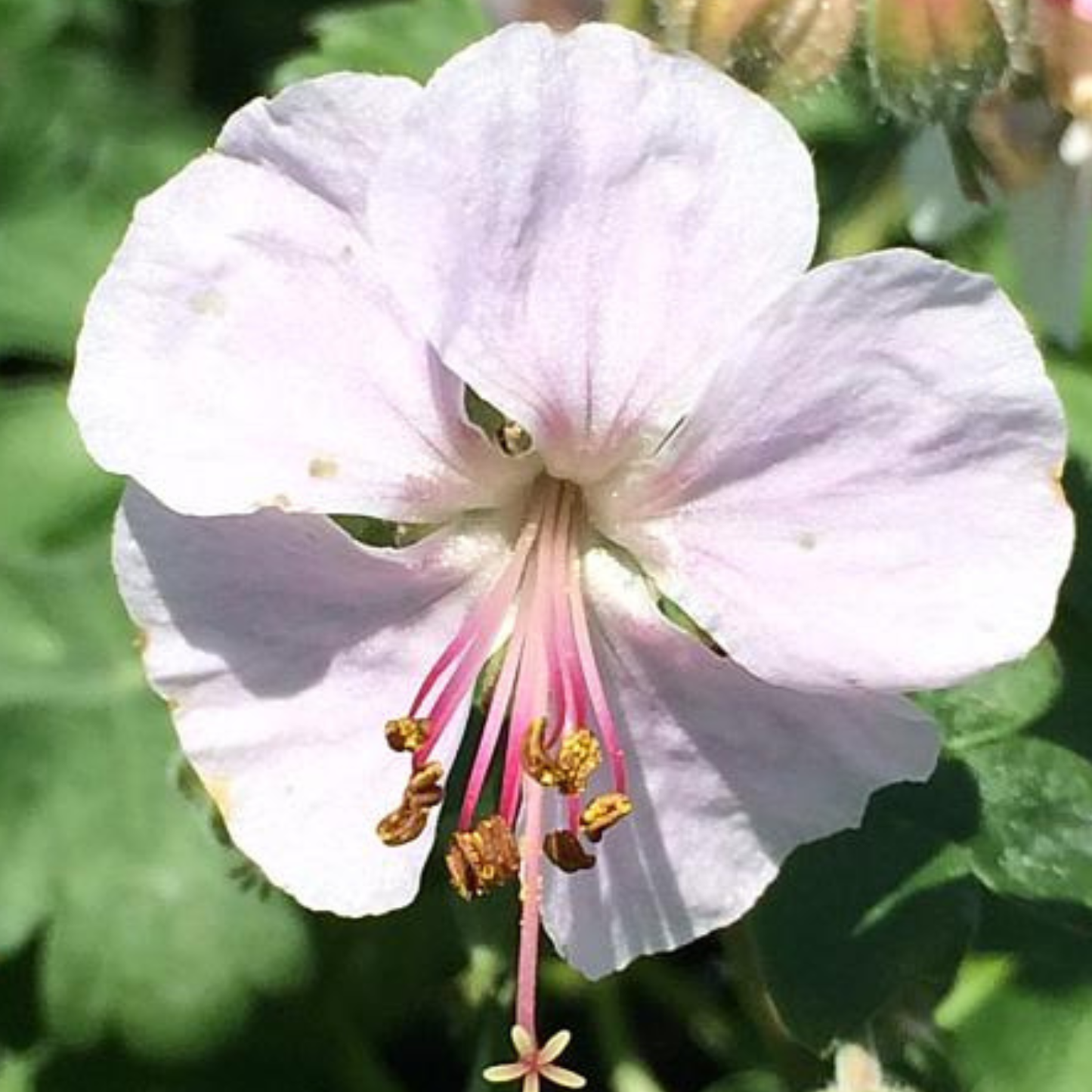 Cranesbill Biokovo True Geranium