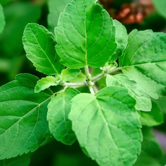 Tulsi Basil