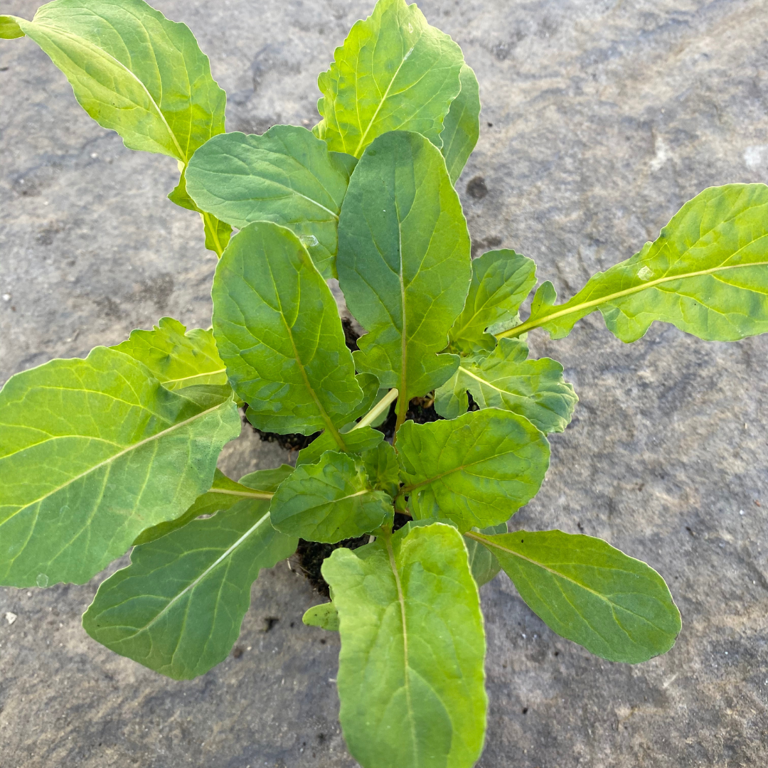 Tuscan Arugula