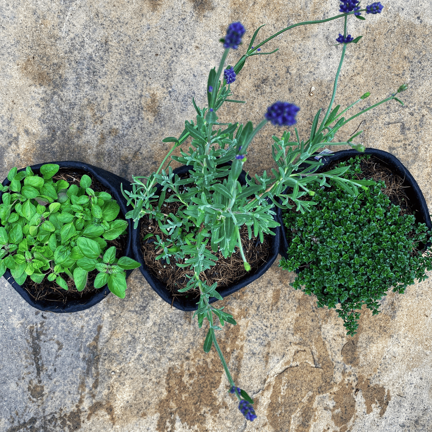 Organic Herb Garden Kits