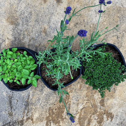 Organic Herb Garden Kits