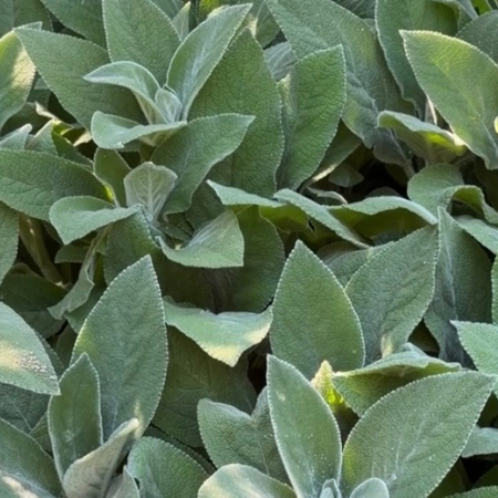 Big Ears Lamb's Ear