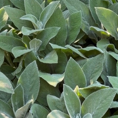 Big Ears Lamb's Ear