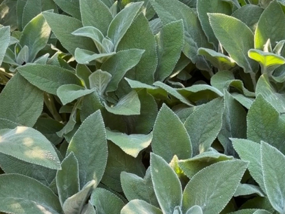 Big Ears Lamb's Ear
