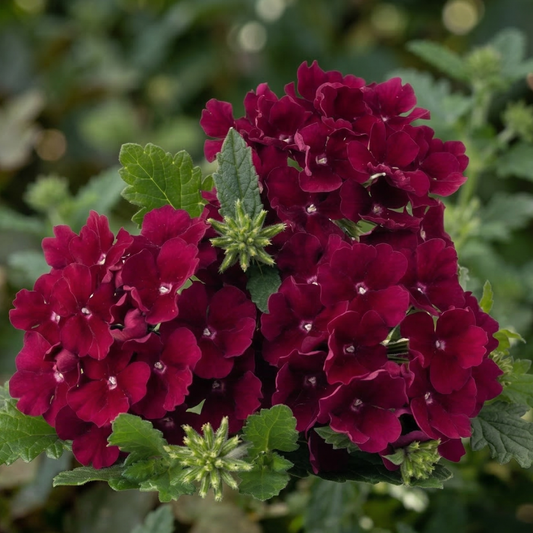 Burgundy Empress Flair Verbena
