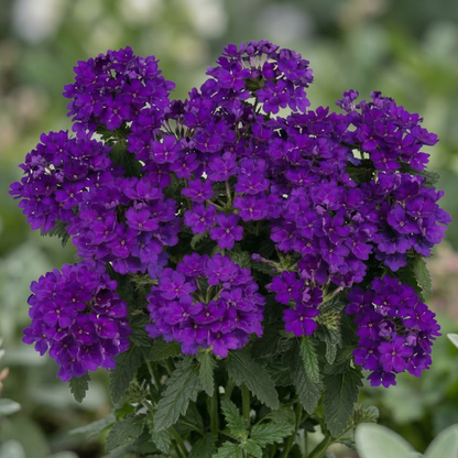 Cobalt Blue Empress Flair Verbena
