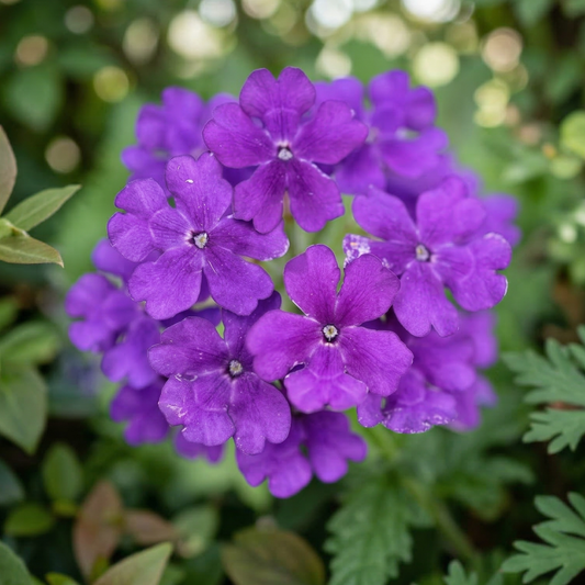 Lavender Blue Empress Flair Verbena