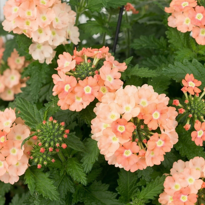 Peach Empress Flair Verbena