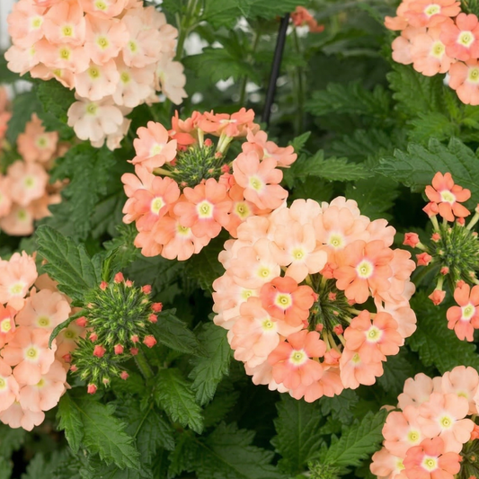 Peach Empress Flair Verbena