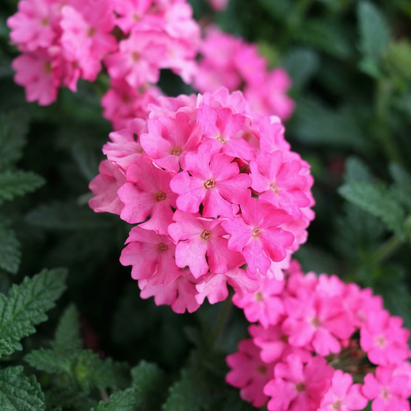 Empress Sun Pink Verbena