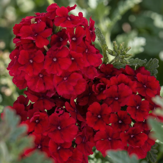 Red Empress Sun Verbena