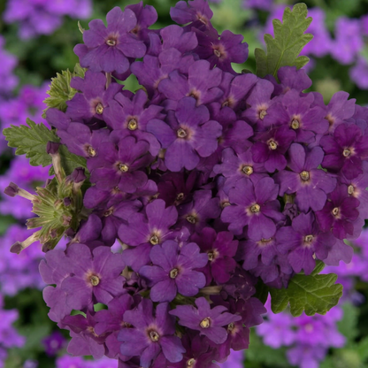 Violet Empress Sun Verbena