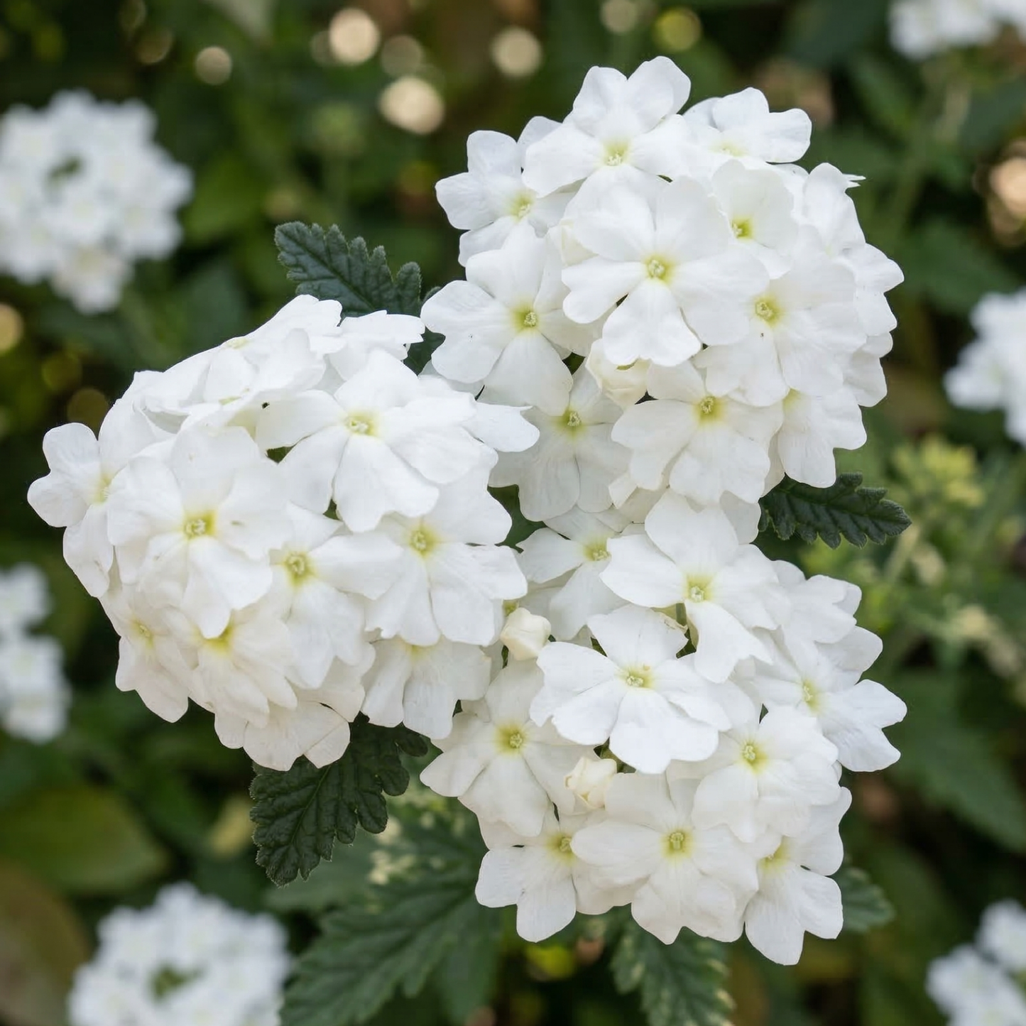 White Empress Sun Verbena
