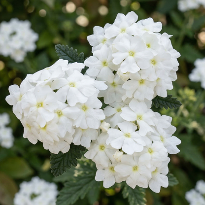 White Empress Sun Verbena