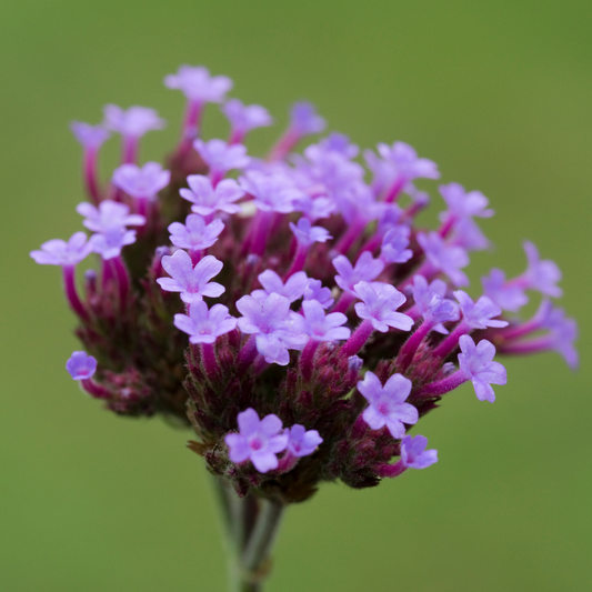 Cloud Verbena