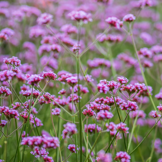 Lollipop Dwarf Verbena