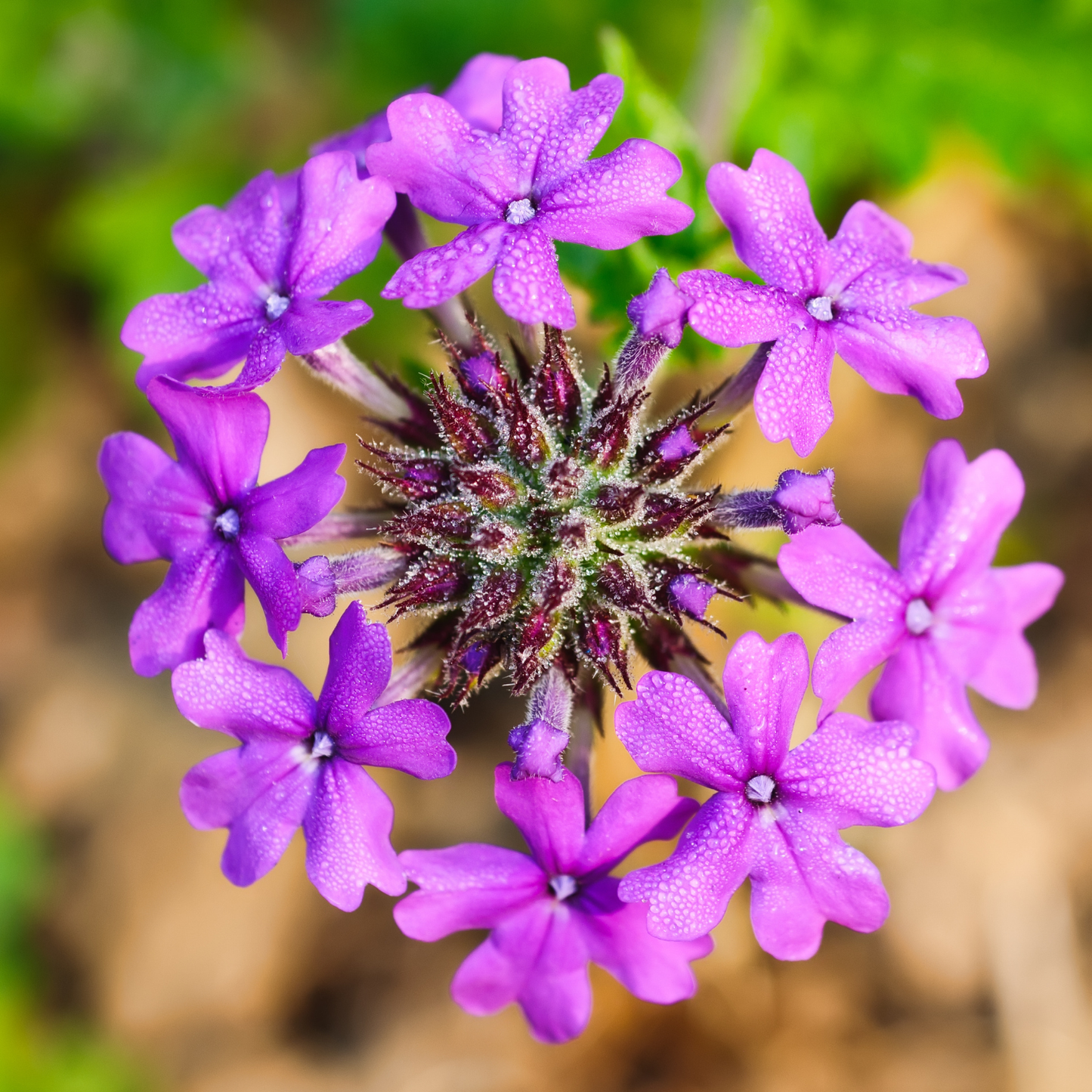 Homestead Purple Verbena