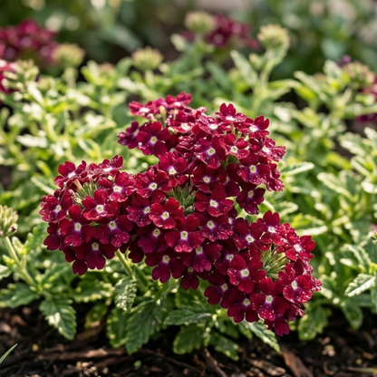 Estrella Merlot Verbena